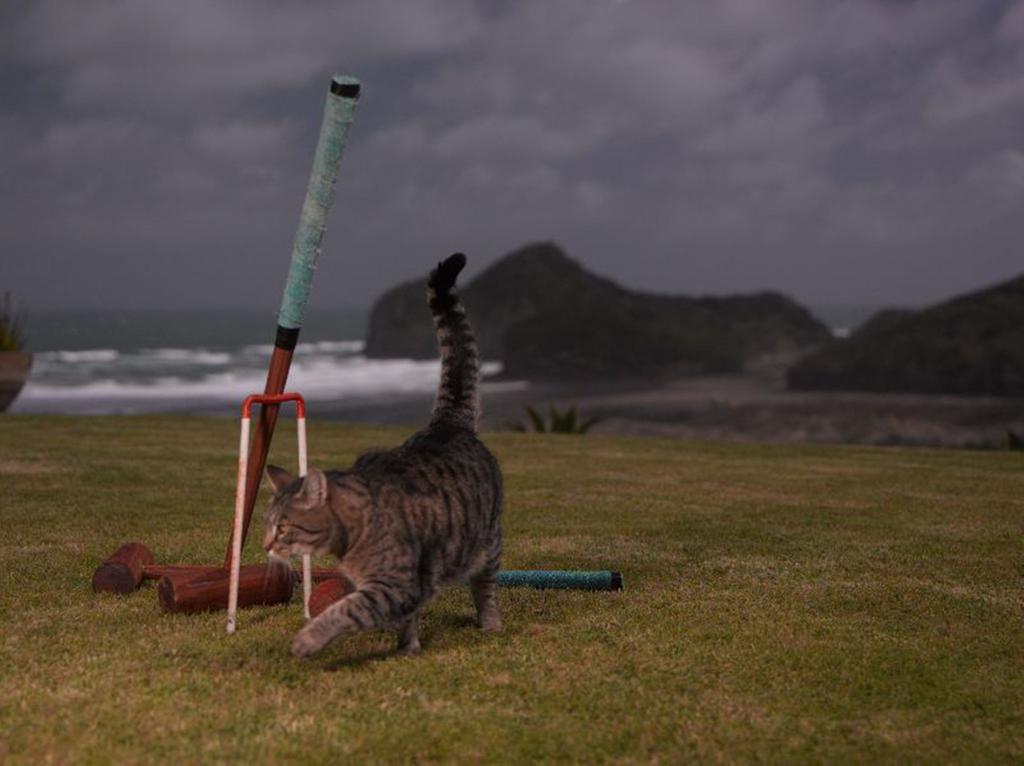 Bethells Beach Cottages Dış mekan fotoğraf